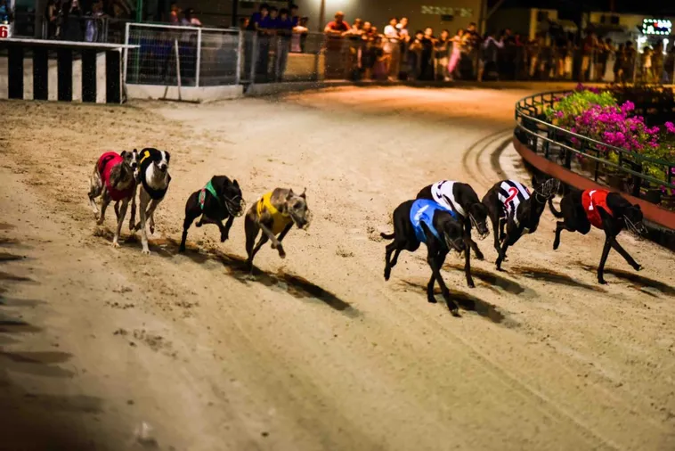 Hướng Dẫn Cách Chơi Đua Chó W88 Chi Tiết Giúp Bạn Về Bờ 2 Hướng Dẫn Cách Chơi Đua Chó W88 Chi Tiết Giúp Bạn Về Bờ