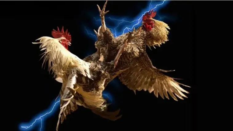 Đá Gà W88 Khám Phá Sảnh Cược Đỉnh Cao Rinh Thưởng Lớn Ngay