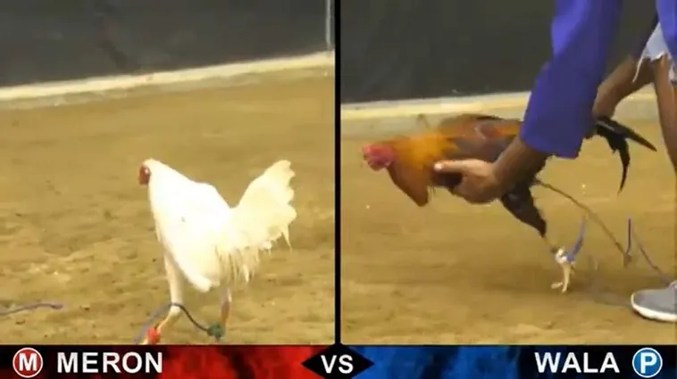 Cách Chơi Đá Gà Sabong Tại W88 Từ A Đến Z Cho Người Mới 2 Cách Chơi Đá Gà Sabong Tại W88 Từ A Đến Z Cho Người Mới